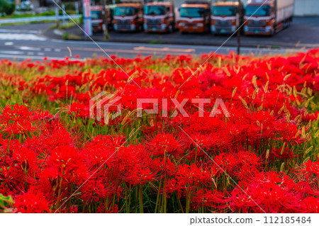Red spider lily (Higanbana) at Shagaoka Flower Garden [Nagasaki City] 112185484