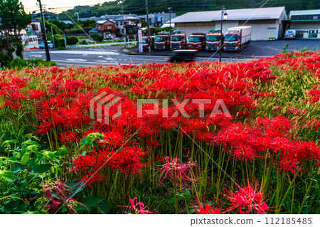 Red spider lily (Higanbana) at Shagaoka Flower Garden [Nagasaki City] 112185485