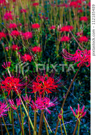 Red spider lily (Higanbana) at Shagaoka Flower Garden [Nagasaki City] 112185489