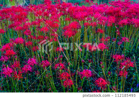 Red spider lily (Higanbana) at Shagaoka Flower Garden [Nagasaki City] 112185493