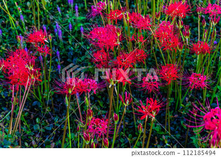 Red spider lily (Higanbana) at Shagaoka Flower Garden [Nagasaki City] 112185494