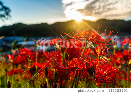 沙高岡花園的紅蜘蛛百合（彼岸花）[長崎市] 112185501