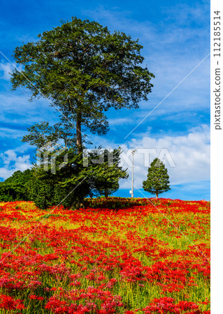 Red spider lily (Higanbana) at Shagaoka Flower Garden [Nagasaki City] 112185514