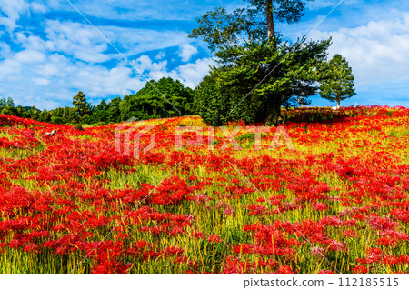 沙高岡花園的紅蜘蛛百合（彼岸花）[長崎市] 112185515