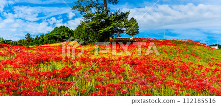 沙丘花園的紅蜘蛛百合（彼岸花）全景[長崎市] 112185516