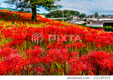 Red spider lily (Higanbana) at Shagaoka Flower Garden [Nagasaki City] 112185525