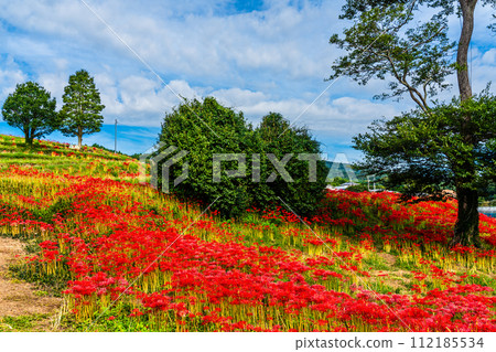 沙高岡花園的紅蜘蛛百合（彼岸花）[長崎市] 112185534