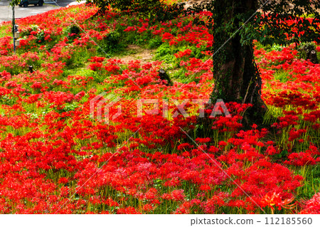 沙高岡花園的紅蜘蛛百合（彼岸花）[長崎市] 112185560