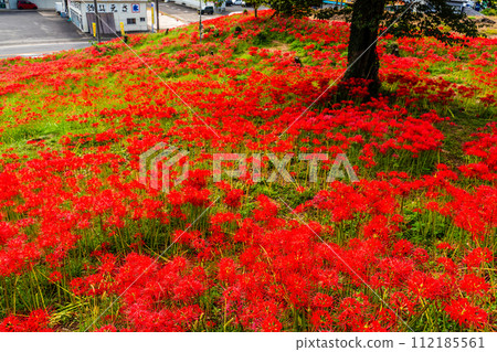 沙高岡花園的紅蜘蛛百合（彼岸花）[長崎市] 112185561