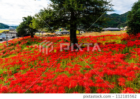 沙高岡花園的紅蜘蛛百合（彼岸花）[長崎市] 112185562