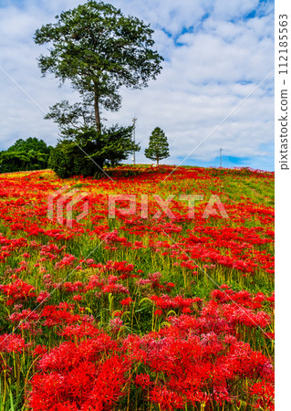 沙高岡花園的紅蜘蛛百合（彼岸花）[長崎市] 112185563