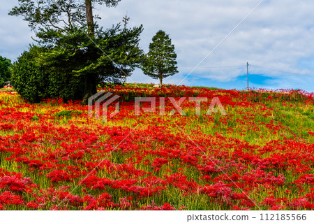 沙高岡花園的紅蜘蛛百合（彼岸花）[長崎市] 112185566
