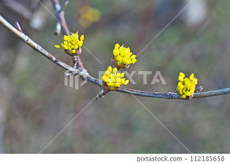 黃玉髓花蕾（冬季，二月） 112185658