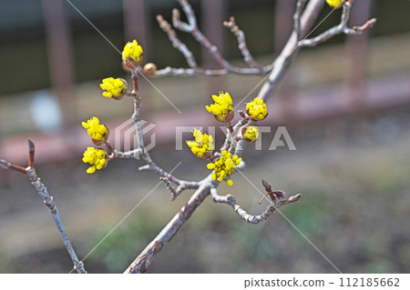 黃玉髓花蕾(冬季,二月) 黃玉髓花蕾(冬季,二月) 112185662