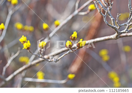 黃玉髓花蕾(冬季,二月) 黃玉髓花蕾(冬季,二月) 112185665