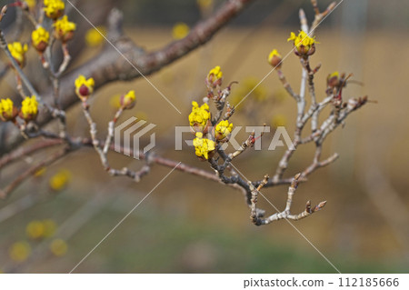 黃玉髓花蕾(冬季,二月) 黃玉髓花蕾(冬季,二月) 112185666