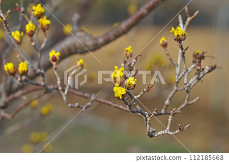 黃玉髓花蕾(冬季,二月) 黃玉髓花蕾(冬季,二月) 112185668