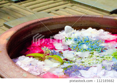 [Aichi Prefecture] Hydrangea at Shokaiji Temple in Otsuka Minami, Inazawa City 112185682