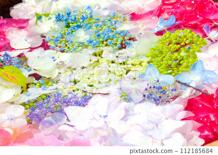 [Aichi Prefecture] Hydrangea at Shokaiji Temple in Otsuka Minami, Inazawa City 112185684