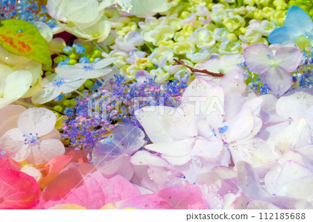 [愛知縣] 稻澤市大塚南正海寺的繡球花 112185688