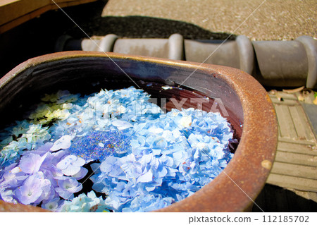 [Aichi Prefecture] Hydrangea at Shokaiji Temple in Otsuka Minami, Inazawa City 112185702