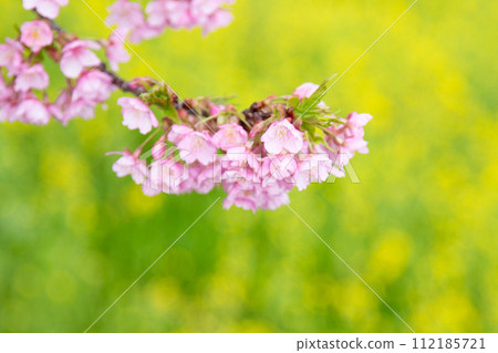 Kawazu cherry blossoms and rape blossoms in full bloom 112185721