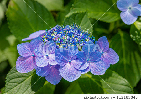 在雨季陽光明媚的日子裡綻放的藍色繡球花 在雨季陽光明媚的日子裡綻放的藍色繡球花 112185843
