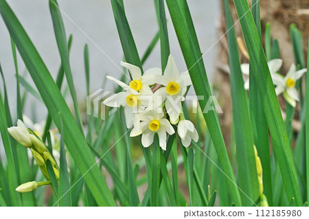 White daffodil flowers (winter, February) 112185980