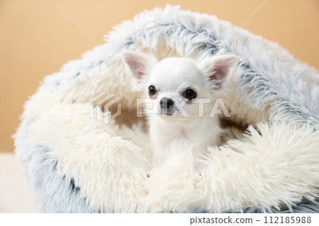 Chihuahua Ryan in a fluffy bed Chihuahua Ryan in a fluffy bed 112185988