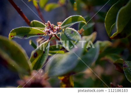 Kalmia 花蕾，寒冷的早晨 112186183