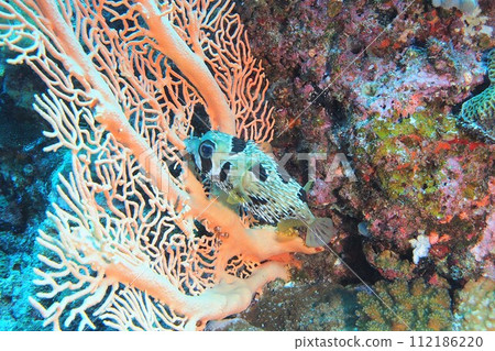 隱藏在沖繩海珊瑚的豪豬魚 112186220