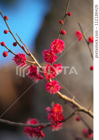 新年紅梅盛開,自然風光 新年紅梅盛開,自然風光 112186426