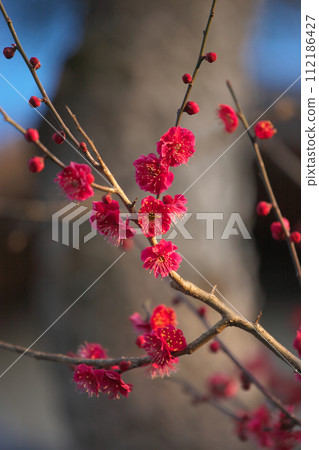 新年紅梅盛開,自然風光 新年紅梅盛開,自然風光 112186427