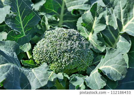 Green broccoli fruit (winter, February) 112186433