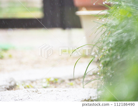 garden plants getting wet in the rain 112186490