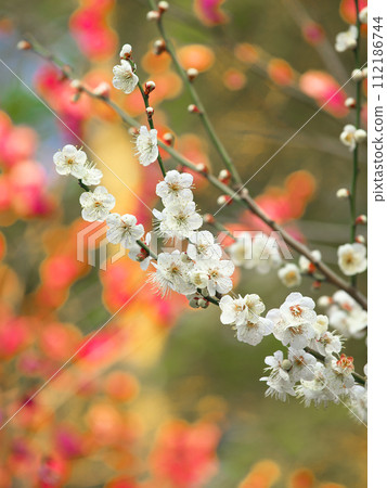 早春梅花盛開 早春梅花盛開 112186744