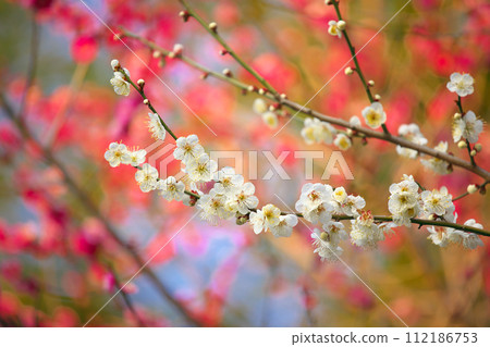 早春梅花盛開 早春梅花盛開 112186753
