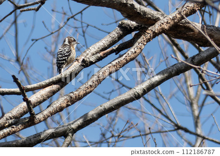 A woodpecker searches for food by nudging through trees. 112186787