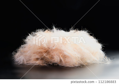 A close-up of a group of dog hair, after shearing, shows the texture and color of dog hair A close-up of a group of dog hair, after shearing, shows the texture and color of dog hair 112186883