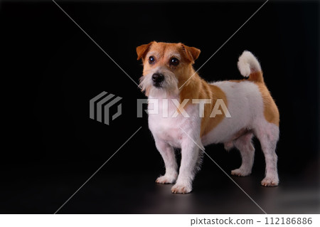 Jack Russell Terrier breed dog front and side view on a black background 112186886