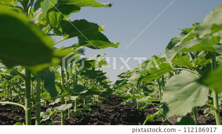 agriculture, growing sunflowers farmer field summer, agriculture business concept, background ripening fresh sunflower field, agriculture lifestyle green field sprouts concept, sunflower, field with 112186917