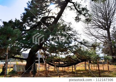 Large pine tree in Higashitomita Kannonzuka, Honjo City, Saitama Prefecture Large pine tree in Higashitomita Kannonzuka, Honjo City, Saitama Prefecture 112187306