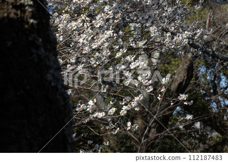 A park where plum blossoms have begun to bloom 112187483