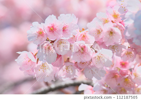 Cherry blossoms in full bloom heralding the arrival of spring - natural scenery 112187505