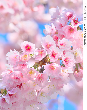 櫻花在藍天的襯托下鮮豔綻放，自然風光 112187679