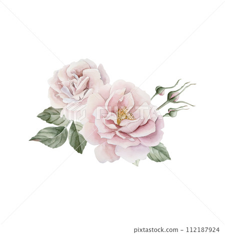Composition of pink rose hip flowers with buds and leaves, Victorian style rose. Floral watercolor illustration hand painted isolated on white background. Perfect for invitation, greeting cards, poste 112187924