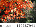 Bright red autumn leaves 112187941