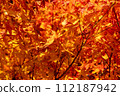 Autumn leaves on one side 112187942