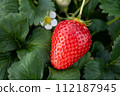 red ripe strawberries 112187945