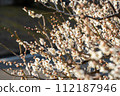 white plum blossom 112187946